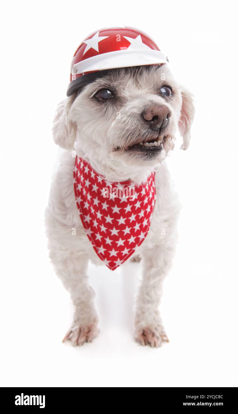 Leg dich nicht mit der schlechten Biker-Hund Stockfoto