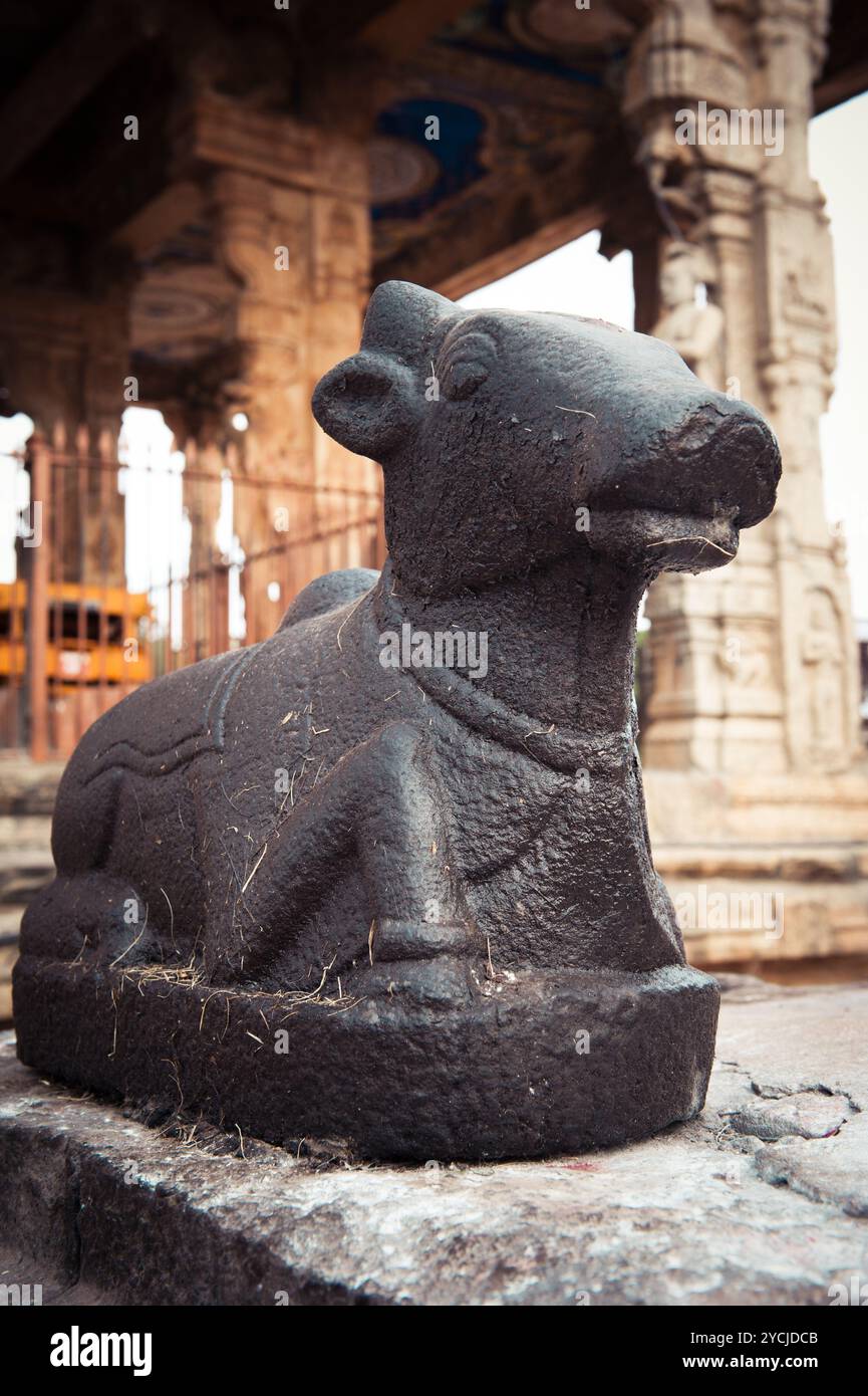 Statue des Nandi-Stiers im Brihadischvara-Tempel. Im Hinduismus ist Nandi ein Shiva-Fahrzeug. Großartige Architektur des Hindutempels gewidmet Stockfoto