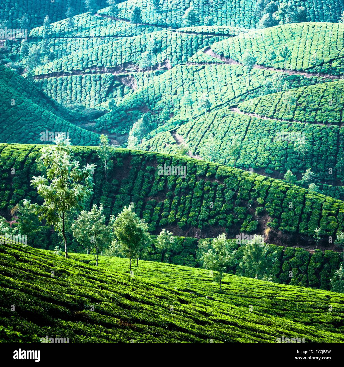 Sonnenaufgang mit Nebel bei Teeplantage. Munnar, Kerala, Indien. Natur-Hintergrund Stockfoto