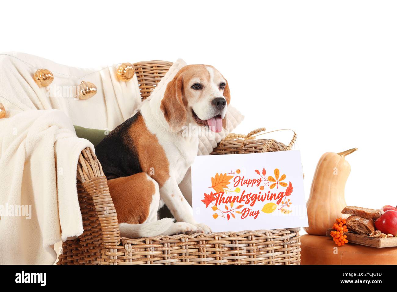 Niedlicher Beagle-Hund sitzt auf Korbsessel mit Kürbissen und Grußkarte für Thanksgiving Day vor weißem Hintergrund Stockfoto