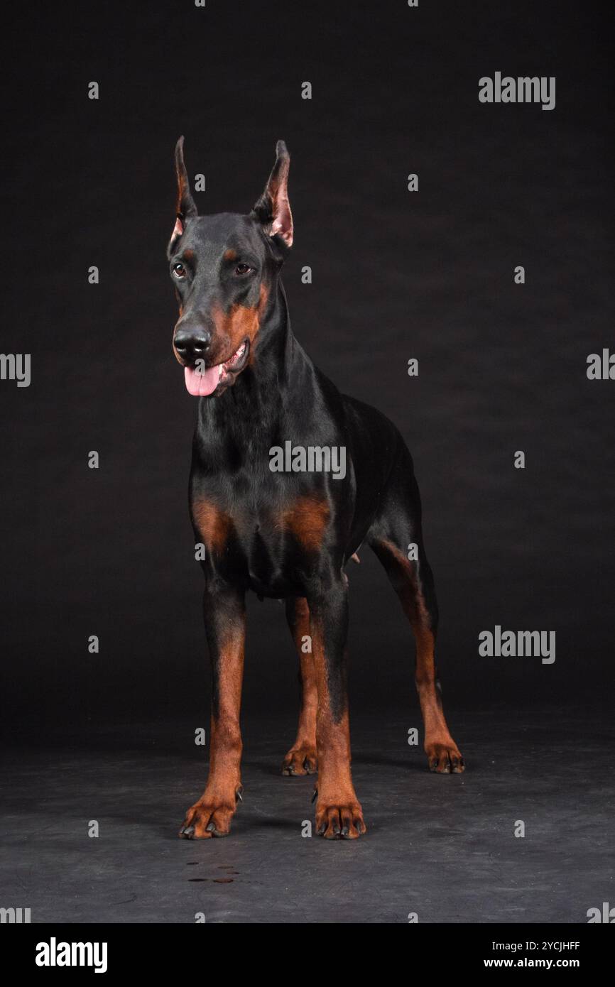 Dobermann-Porträt auf schwarz. Studioaufnahme der Hündin. Stockfoto