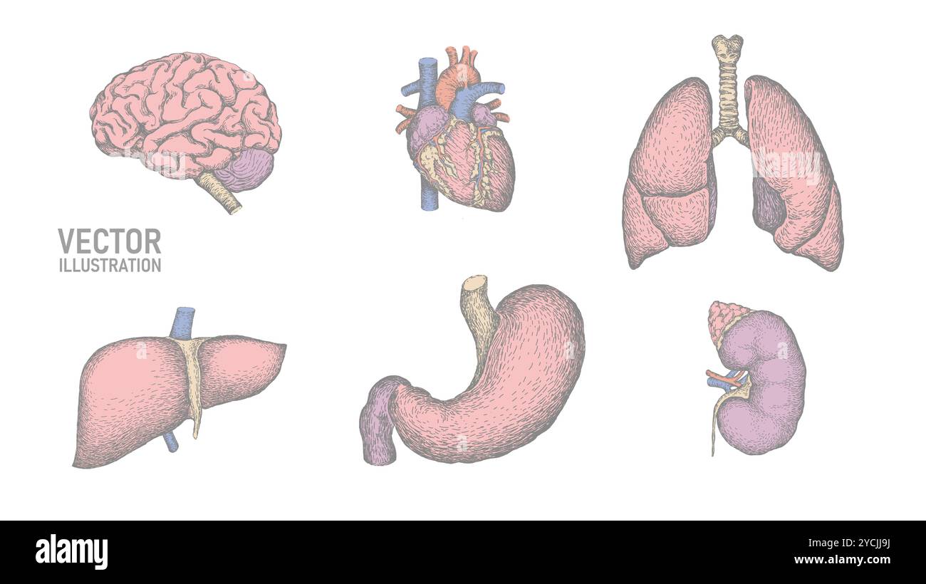 Menschliches Organ Symbol Symbol Medizin Logo-Satz. Lunge Herz Niere Leber Magen innere Organ. Apotheke Banner Arzt Online-Vektor-Illustration Stock Vektor
