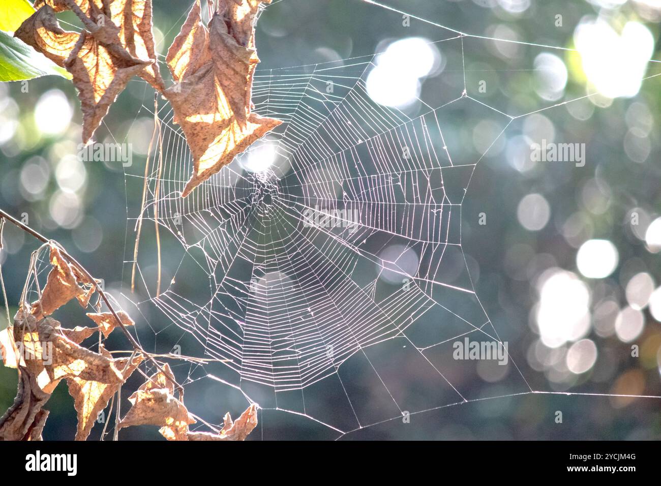 Spinnennetz zwischen trockenen Blättern. Spinnennetz vor verschwommenem Bokeh-Hintergrund. Das Konzept der Tierjagdmethode. Horizontales Foto. Keine Menschen, niemand. Stockfoto