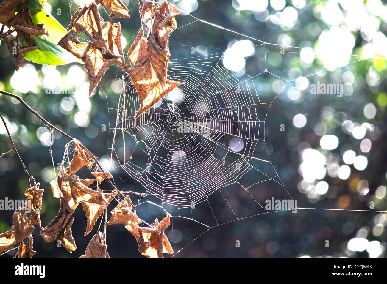 Spinnennetz zwischen trockenen Blättern. Spinnennetz vor verschwommenem Bokeh-Hintergrund. Das Konzept der Tierjagdmethode. Horizontales Foto. Keine Menschen, niemand. Stockfoto