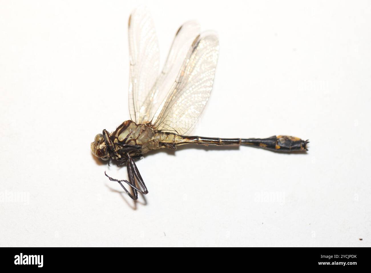 Midland Clubtail (Gomphurus fraternus) Insecta Stockfoto