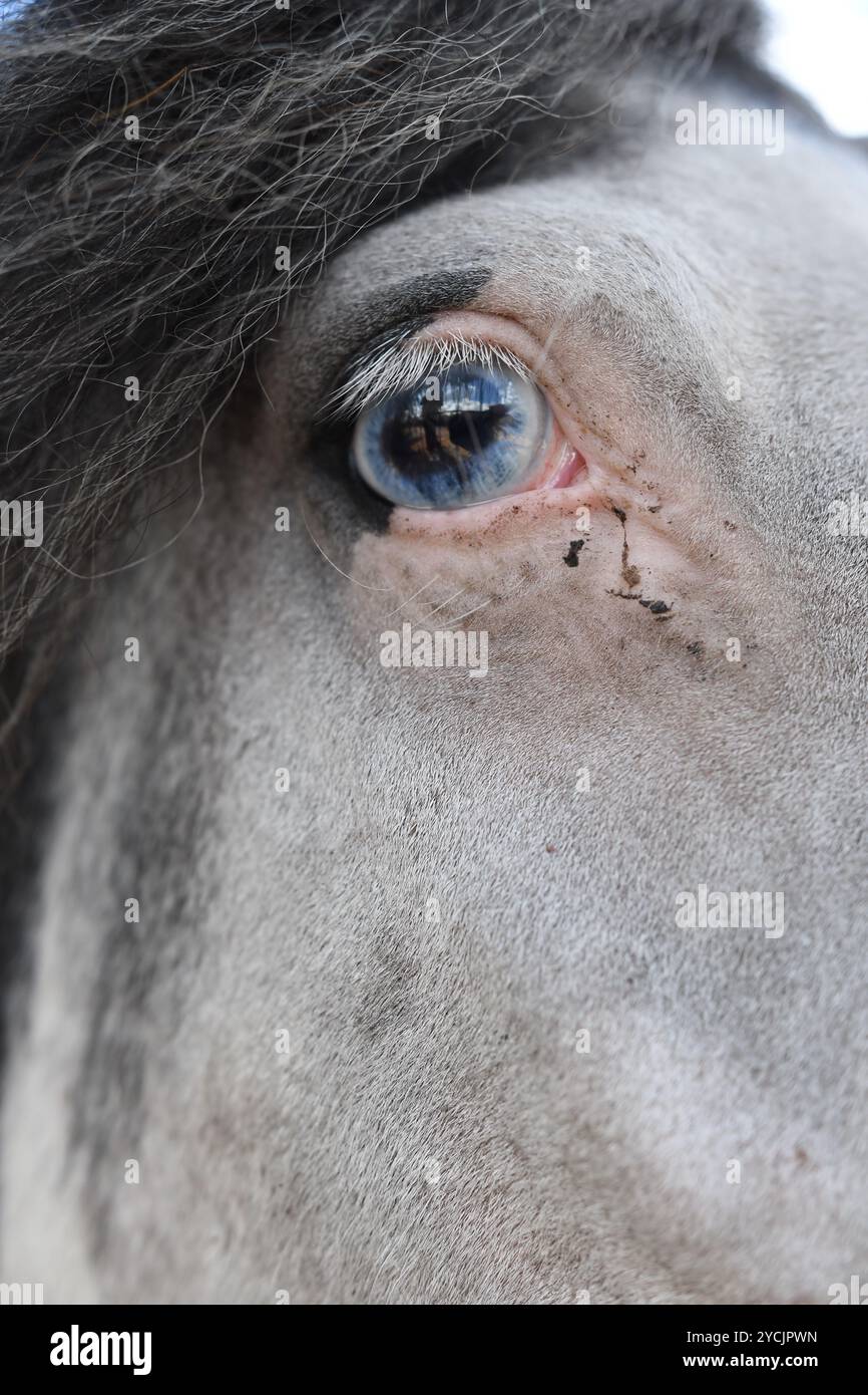 White horse Stockfoto