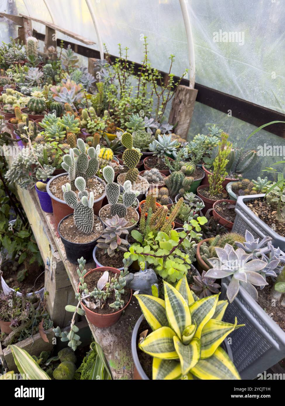 Eine lebendige Auswahl an Kakteen und Sukkulenten füllt den Holztisch im sonnigen Gewächshaus. Stockfoto