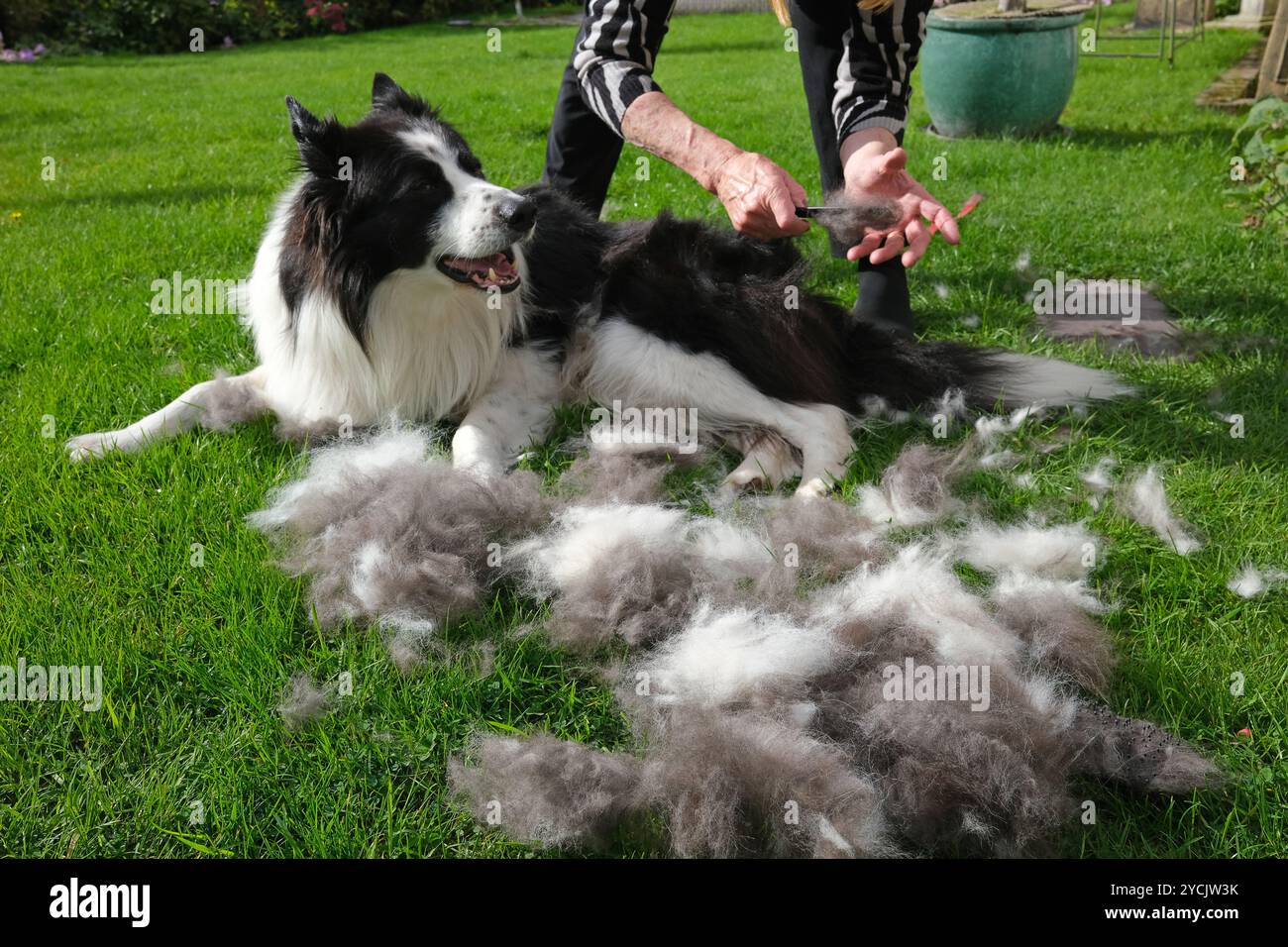 Hundebesitzer pflegt einen Border Collie Hund Großbritannien, Großbritannien Stockfoto