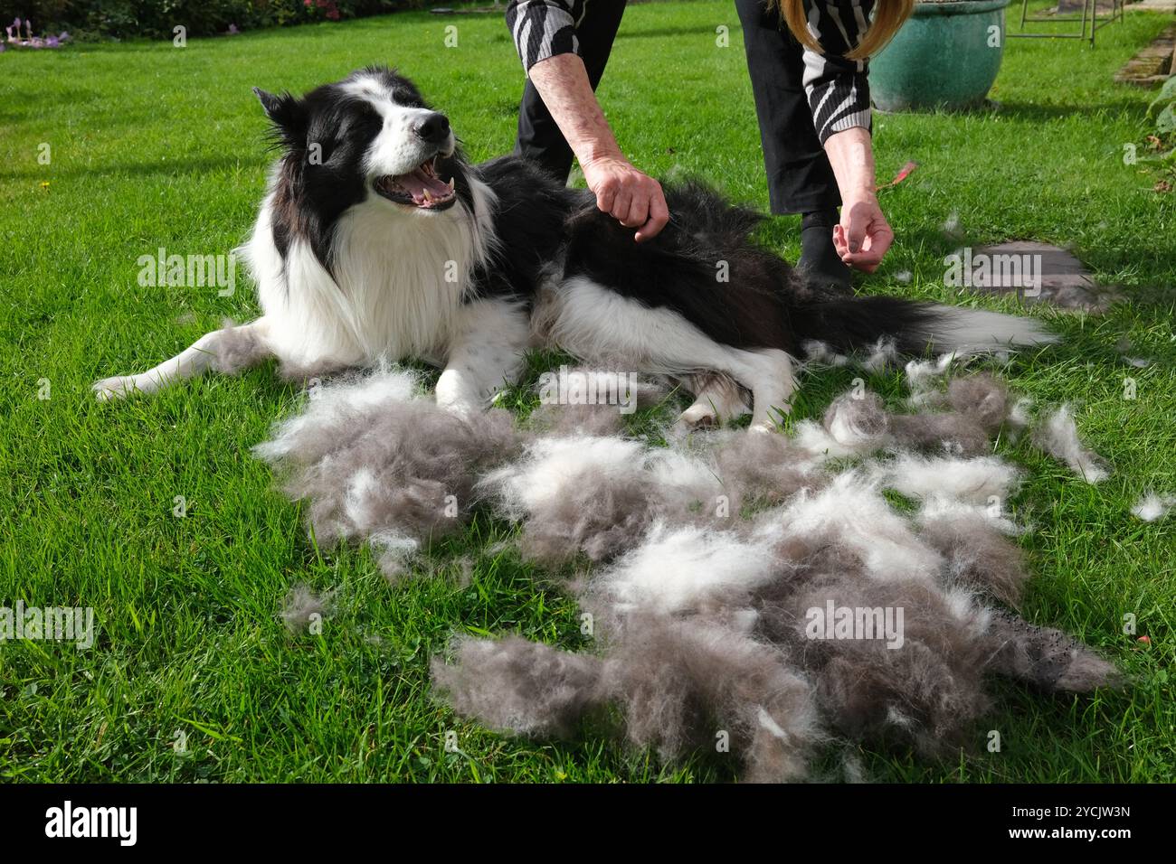 Hundebesitzer pflegt einen Border Collie Hund Großbritannien, Großbritannien Stockfoto