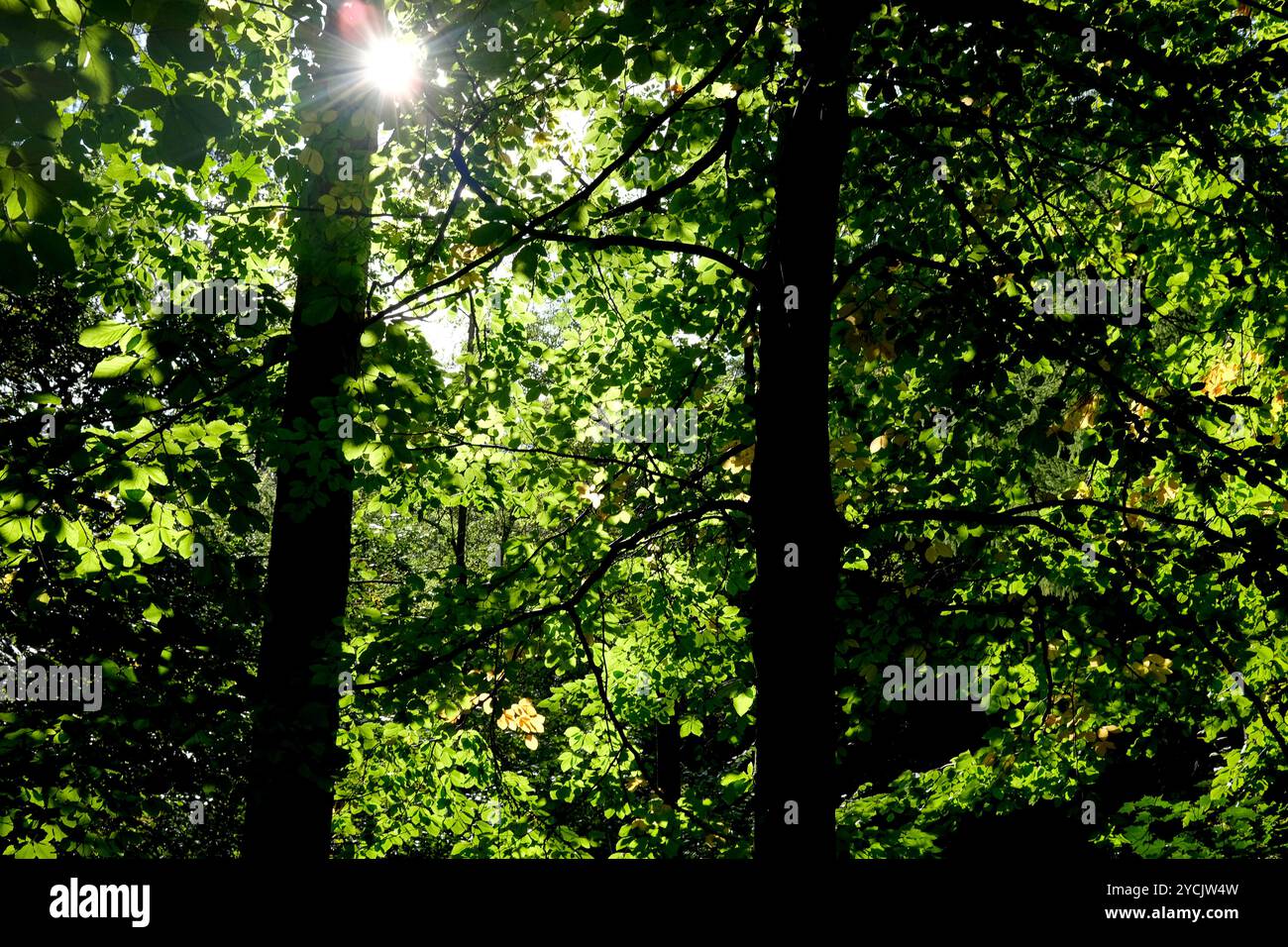 Morgensonne, die durch grüne Blätter von Bäumen in Wäldern scheint Stockfoto