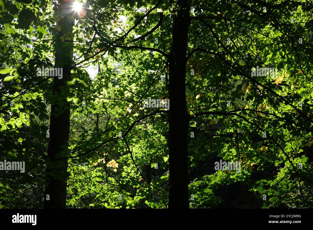 Morgensonne, die durch grüne Blätter von Bäumen in Wäldern scheint Stockfoto
