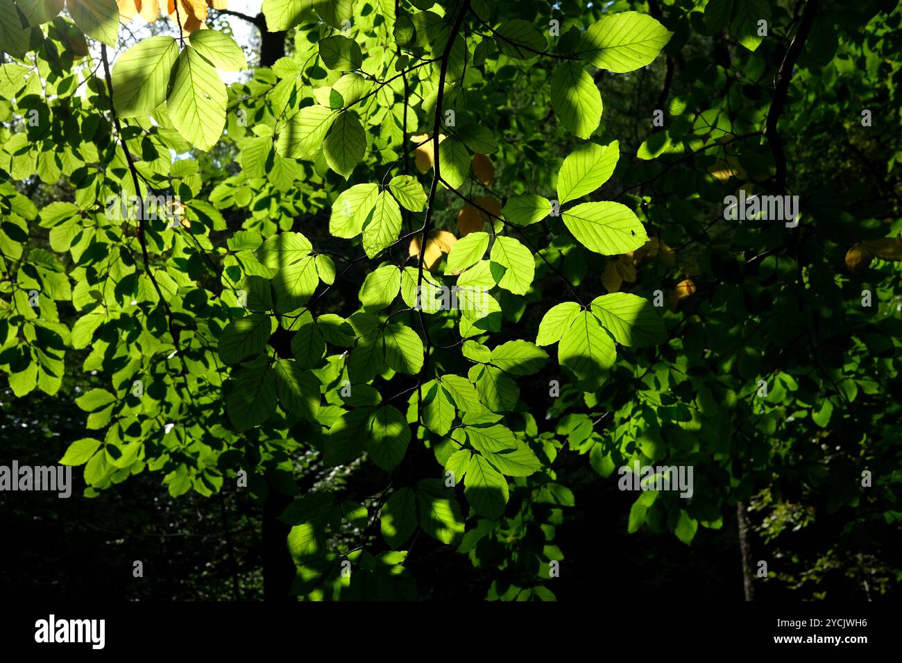 Morgensonne, die durch grüne Blätter von Bäumen in Wäldern scheint Stockfoto