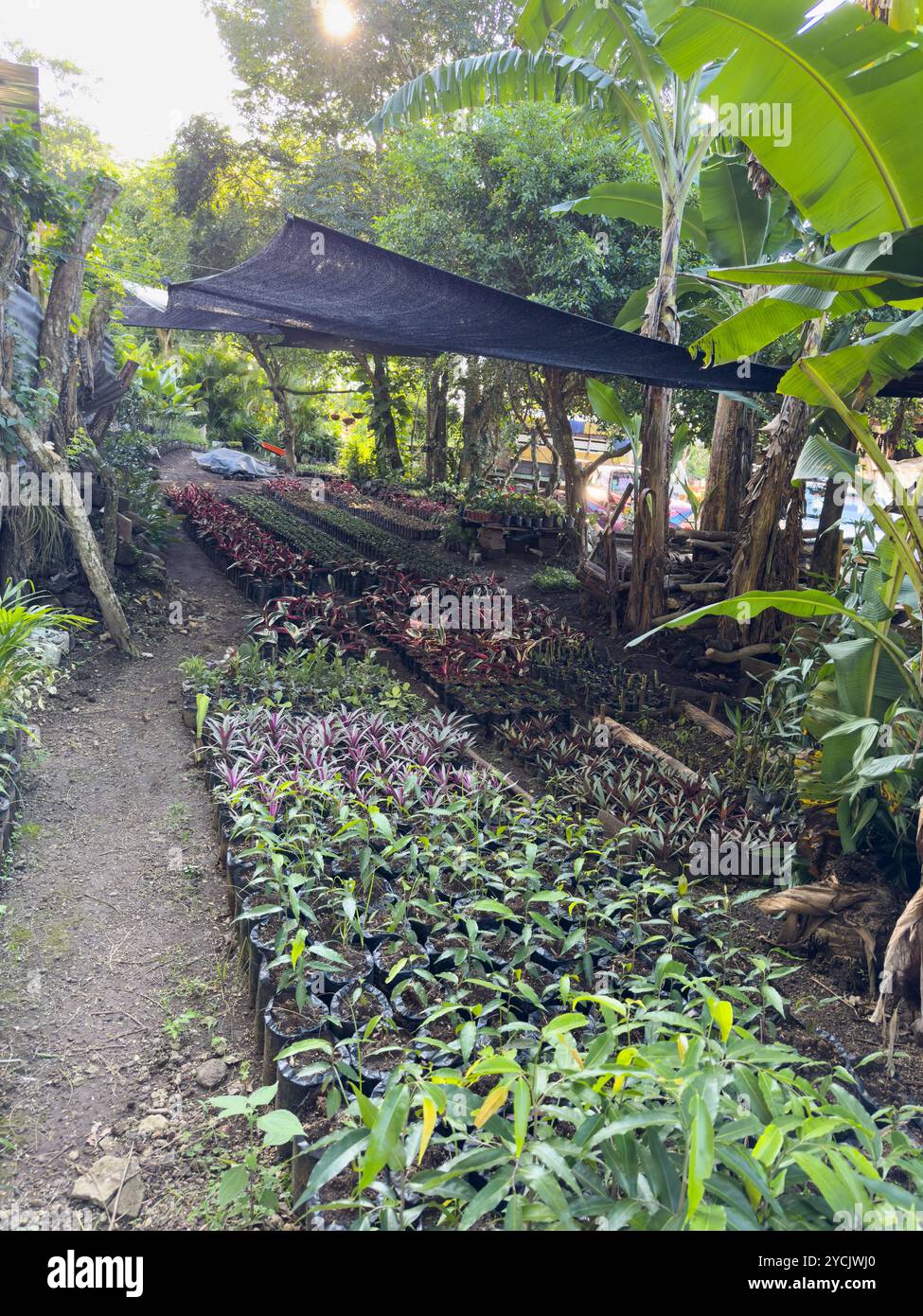 Die üppige Gärtnerei bietet eine große Vielfalt an Pflanzen, die ordentlich unter schattigen Baldachinen angeordnet sind und von Bäumen umgeben sind. Stockfoto