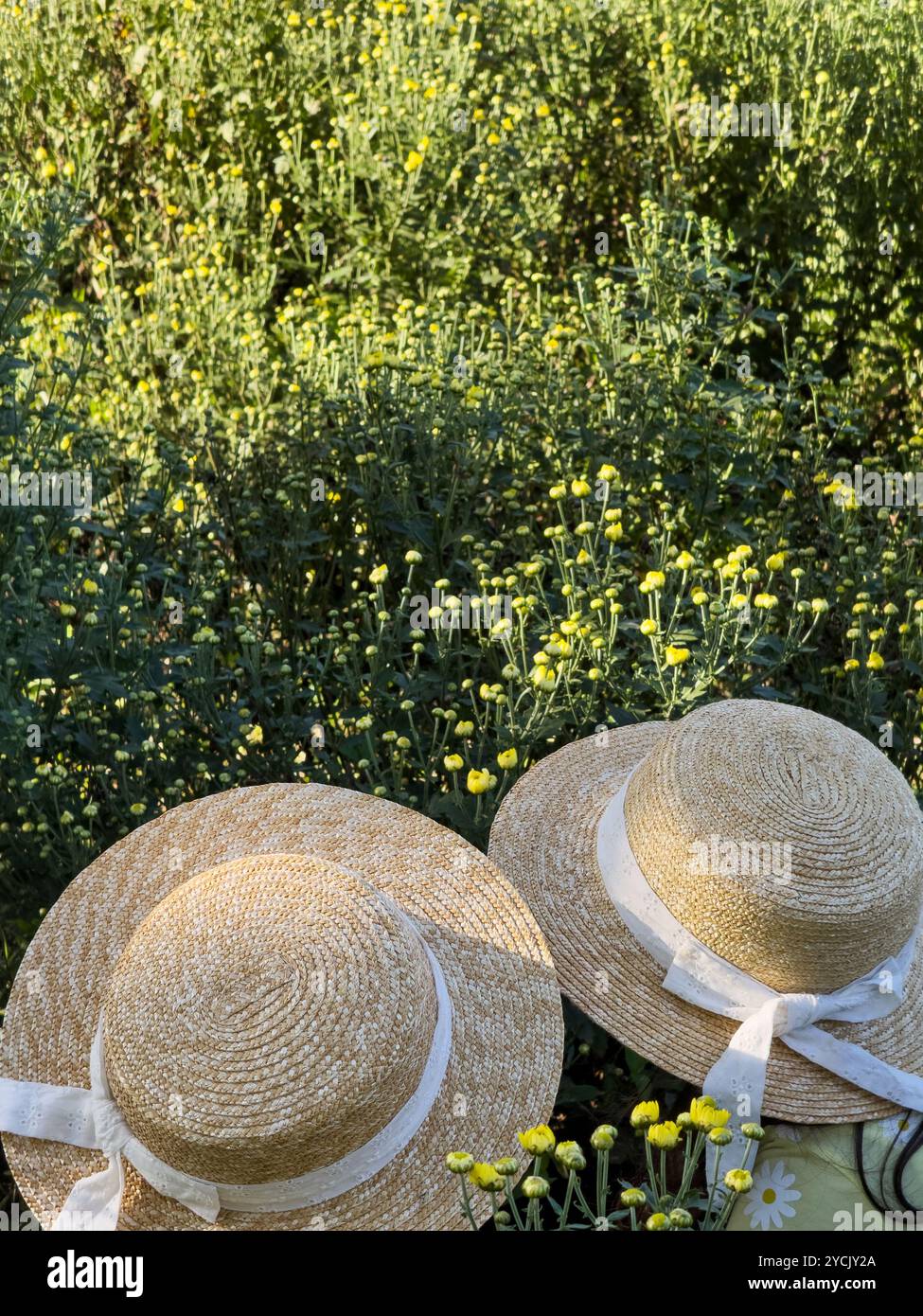 Zwei Strohhüte mit Bändern liegen inmitten leuchtender gelber Blumen in sonnendurchfluteter Gartenatmosphäre. Stockfoto