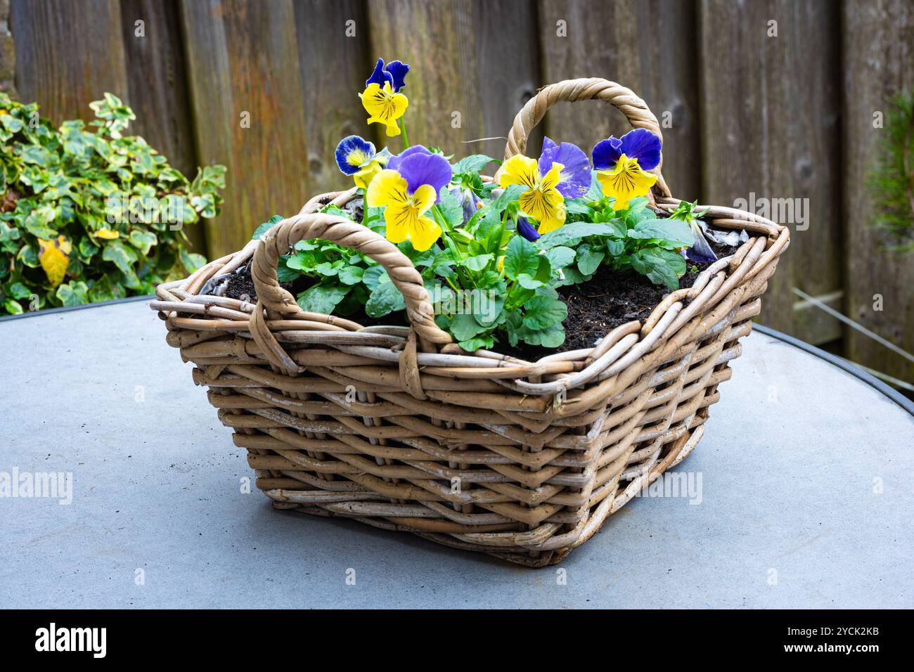 Korb mit gelb-violetten Veilchen auf einem Hinterhoftisch Stockfoto