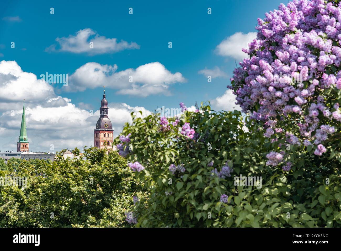 Turm der Rigaer Kathedrale im Hintergrund und blühender Flieder-Busch im Vordergrund am sonnigen Maitag Stockfoto