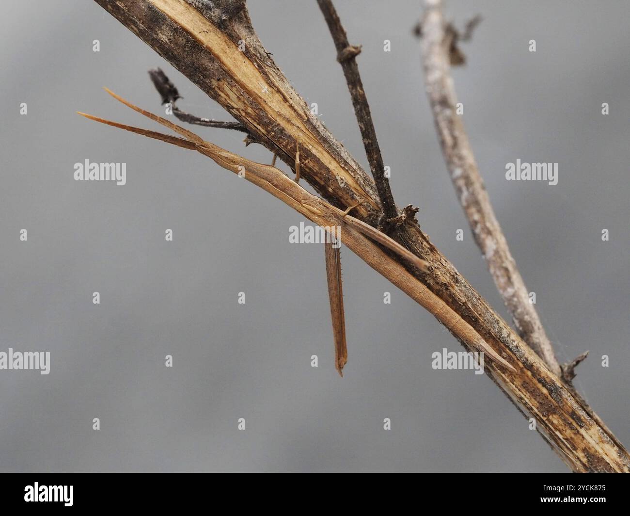 Langhaarige Zahnstocher Grasshopper (Achurum carinatum) Insecta Stockfoto