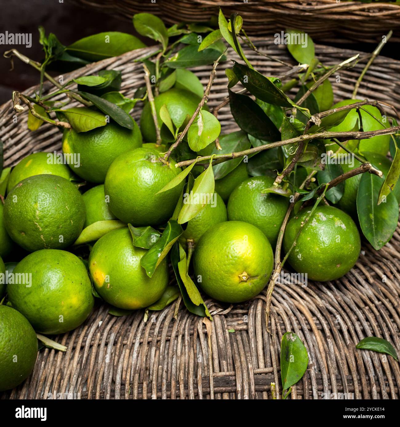 Frische grüne Orangenfrüchte aus biologischem Anbau Stockfoto