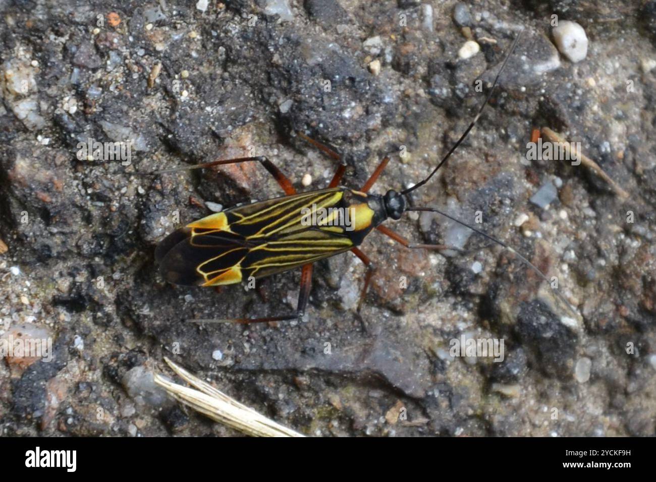 Gesträhnte Pflanzenkäfer (Miris striatus) Insecta Stockfoto