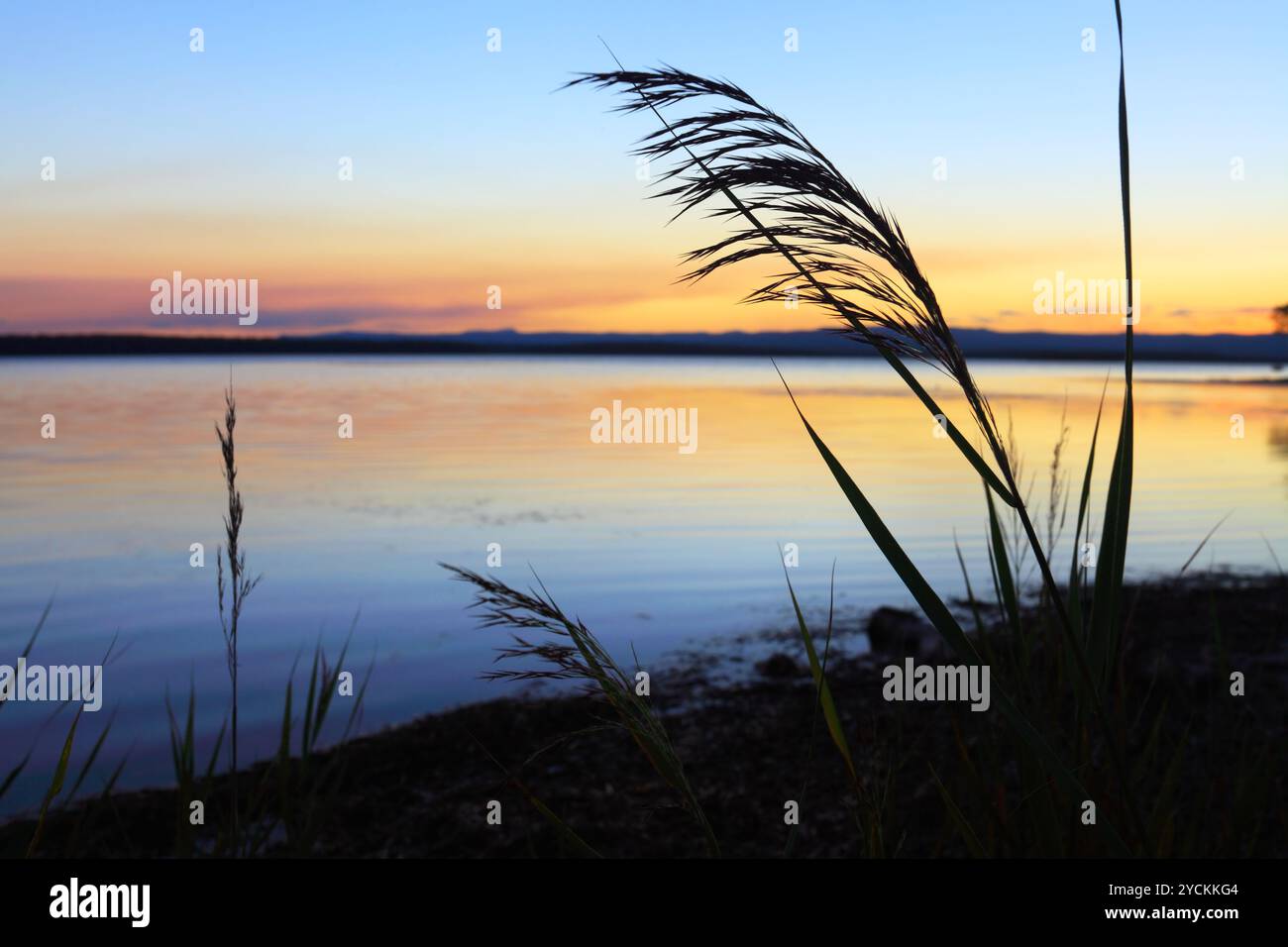 Silhouette von Schilf gegen Sonnenuntergang Stockfoto