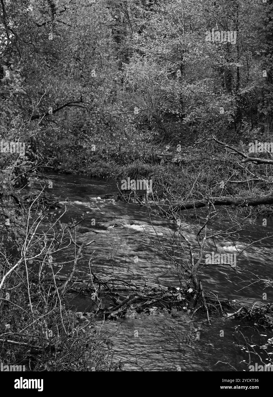 Ein Schwarzweiß-Bild des River Derwent fließt um und unter Bäumen, die in den Fluss im Forge Valley Woods gefallen sind Stockfoto