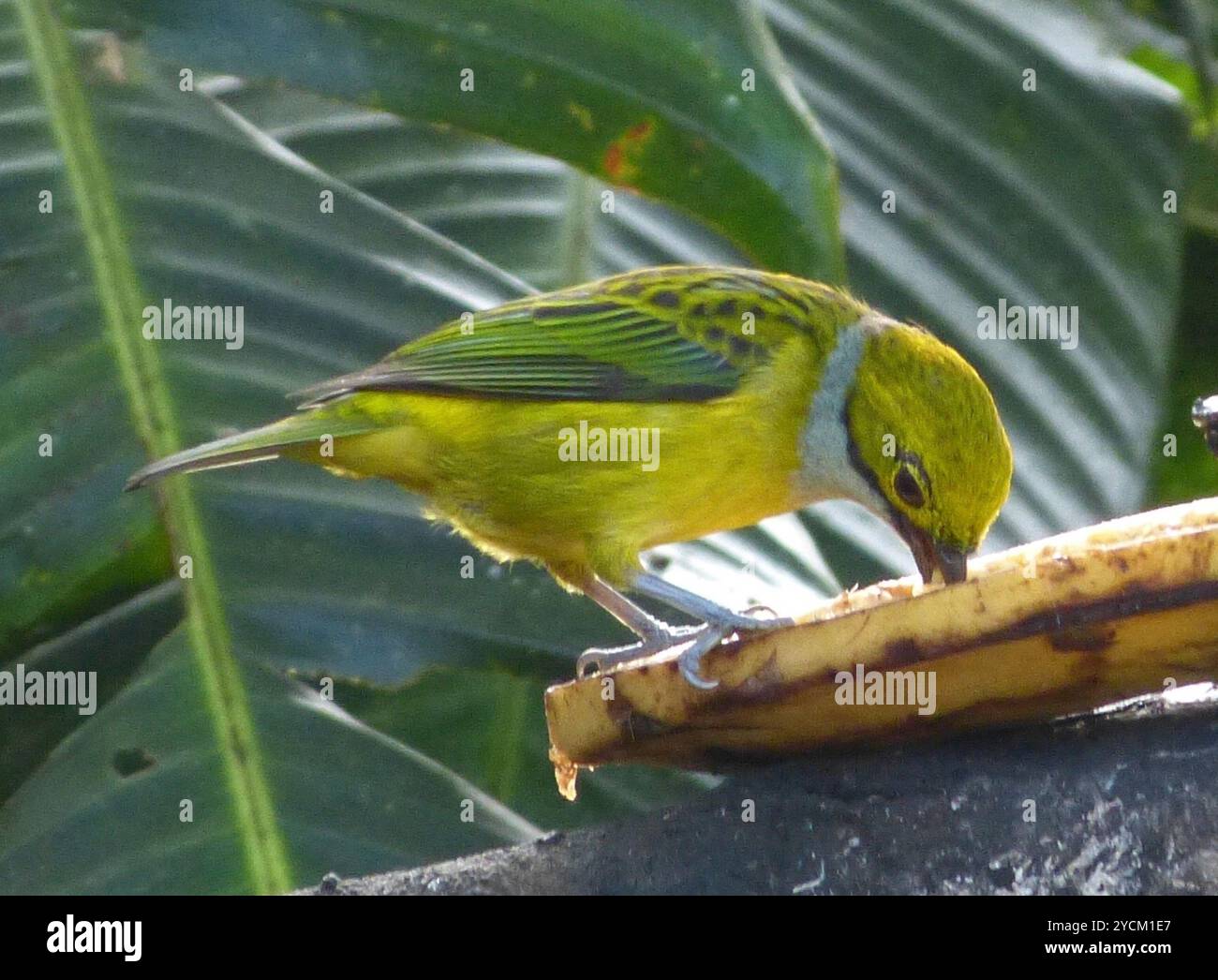 Silverthroated Tanager (Tangara icterocephala) Aves Stockfoto