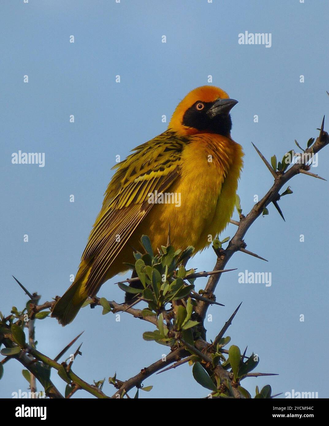 Spekes Weaver (Ploceus spekei) Aves Stockfoto