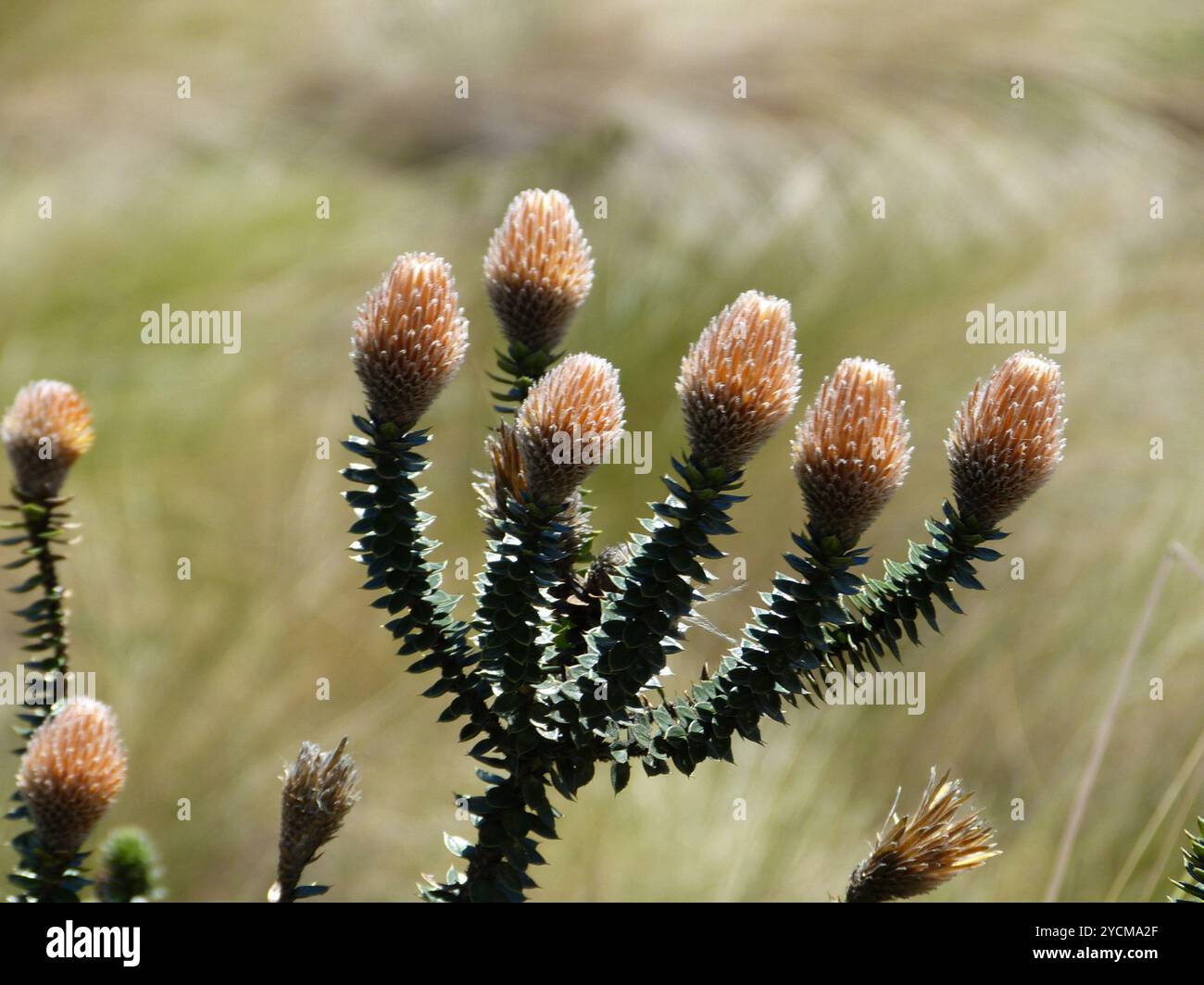 Chuquiragua (Chuquiraga jussieui) Plantae Stockfoto