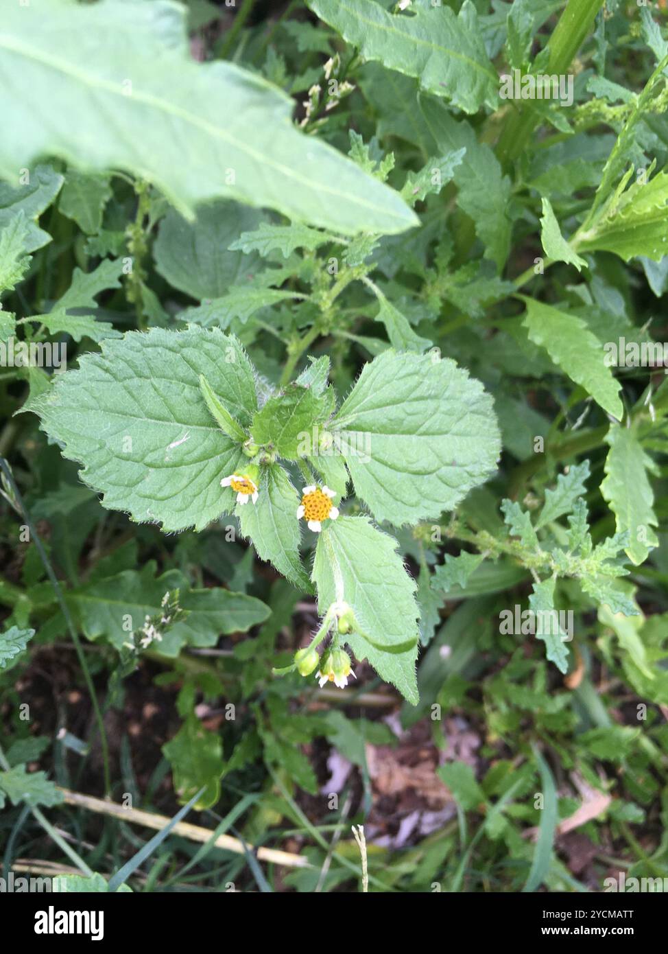 shaggy Soldat (Galinsoga quadriradiata) Plantae Stockfoto