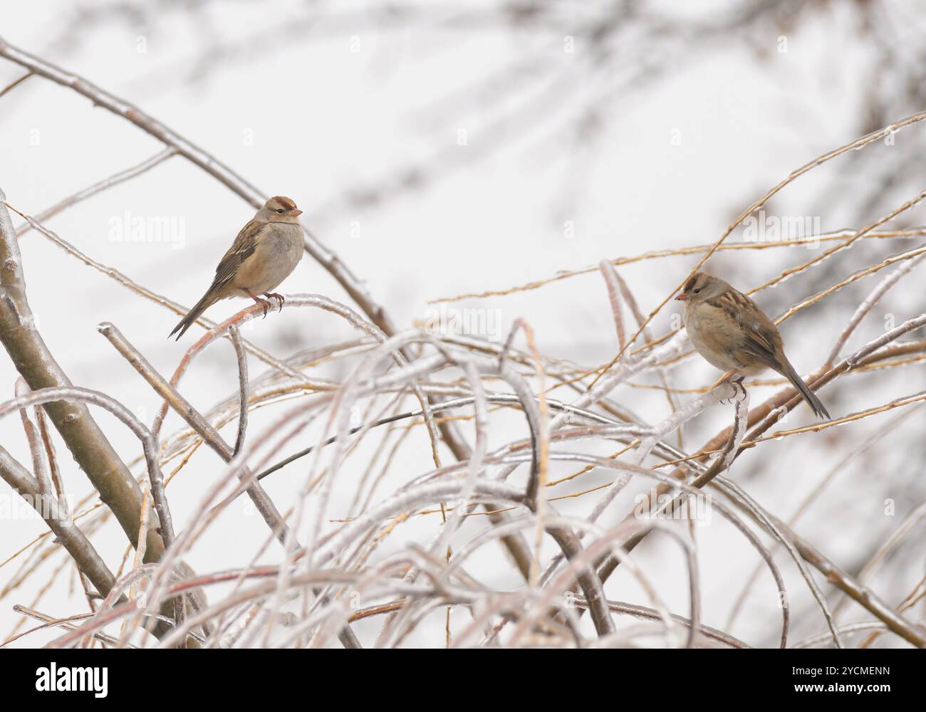 Zwei unreife, weißgekrönte Spatzen, die auf eisbedeckten Zweigen einer Weide im eiskalten Nieselregen thronen Stockfoto