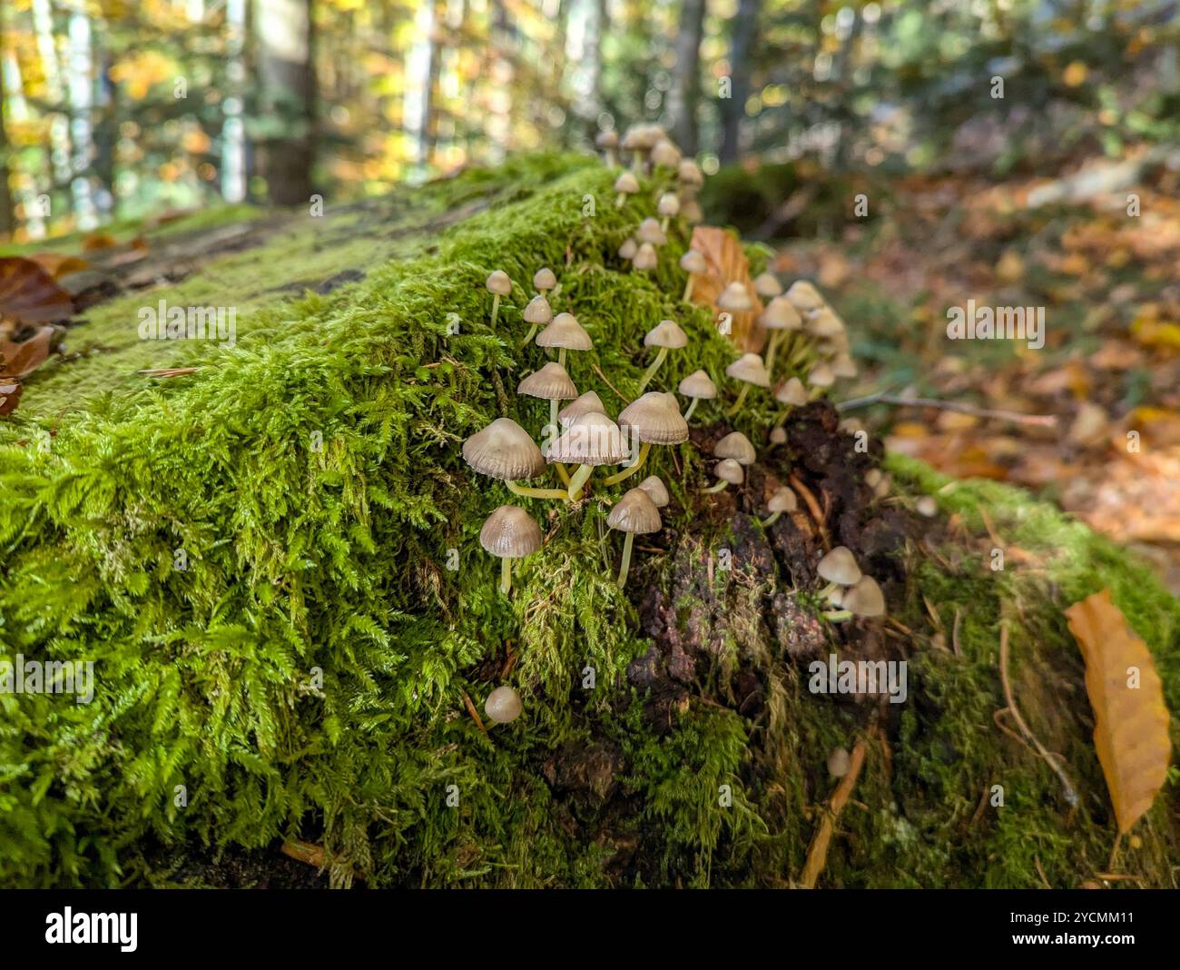 Unter einer dicken Moosschicht erhebt sich eine Gruppe brauner Pilze, die an die verborgenen Schätze in der Natur erinnern. Stockfoto