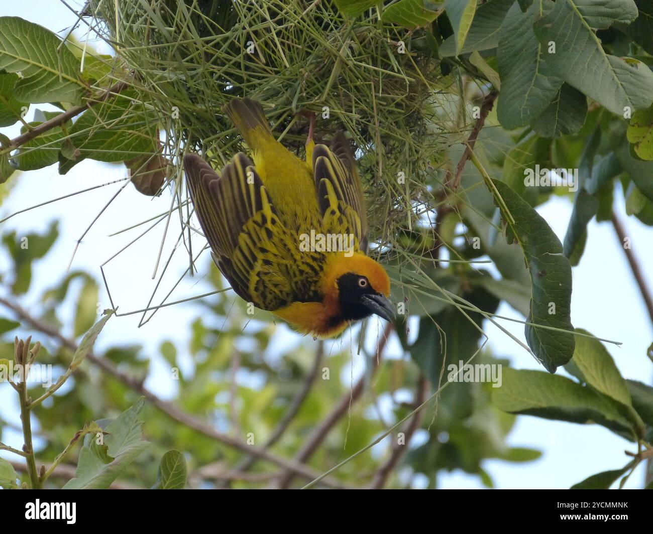 Spekes Weaver (Ploceus spekei) Aves Stockfoto