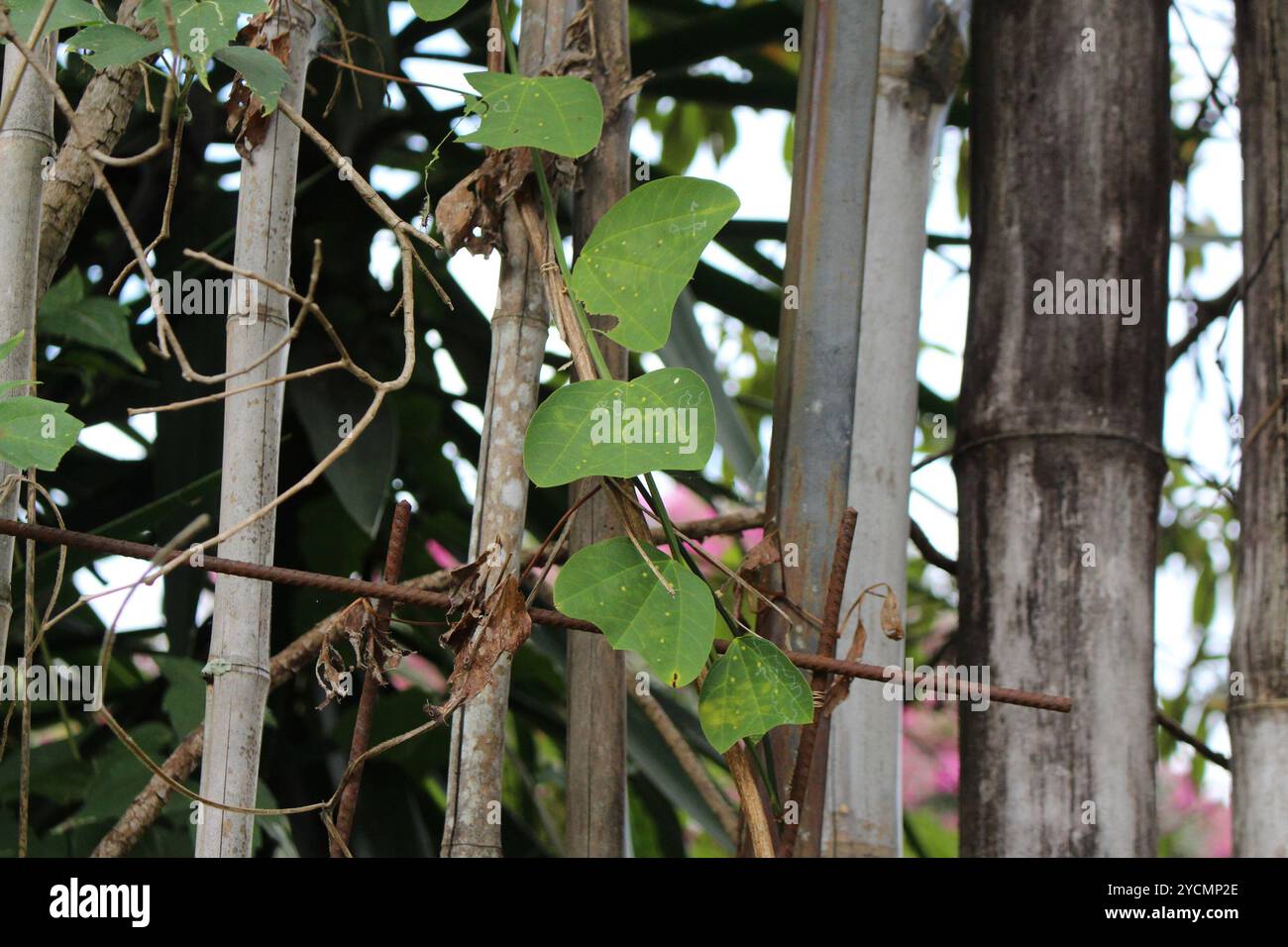 Doppelblume Passionsblume (Passiflora biflora) Plantae Stockfoto