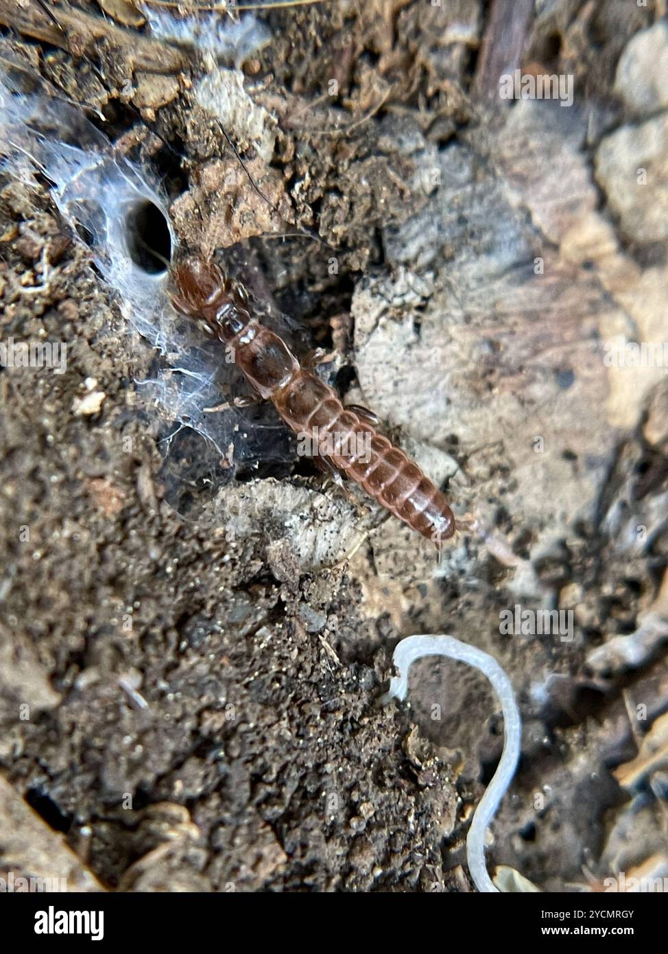 Webspinner (Embioptera) Insecta Stockfoto