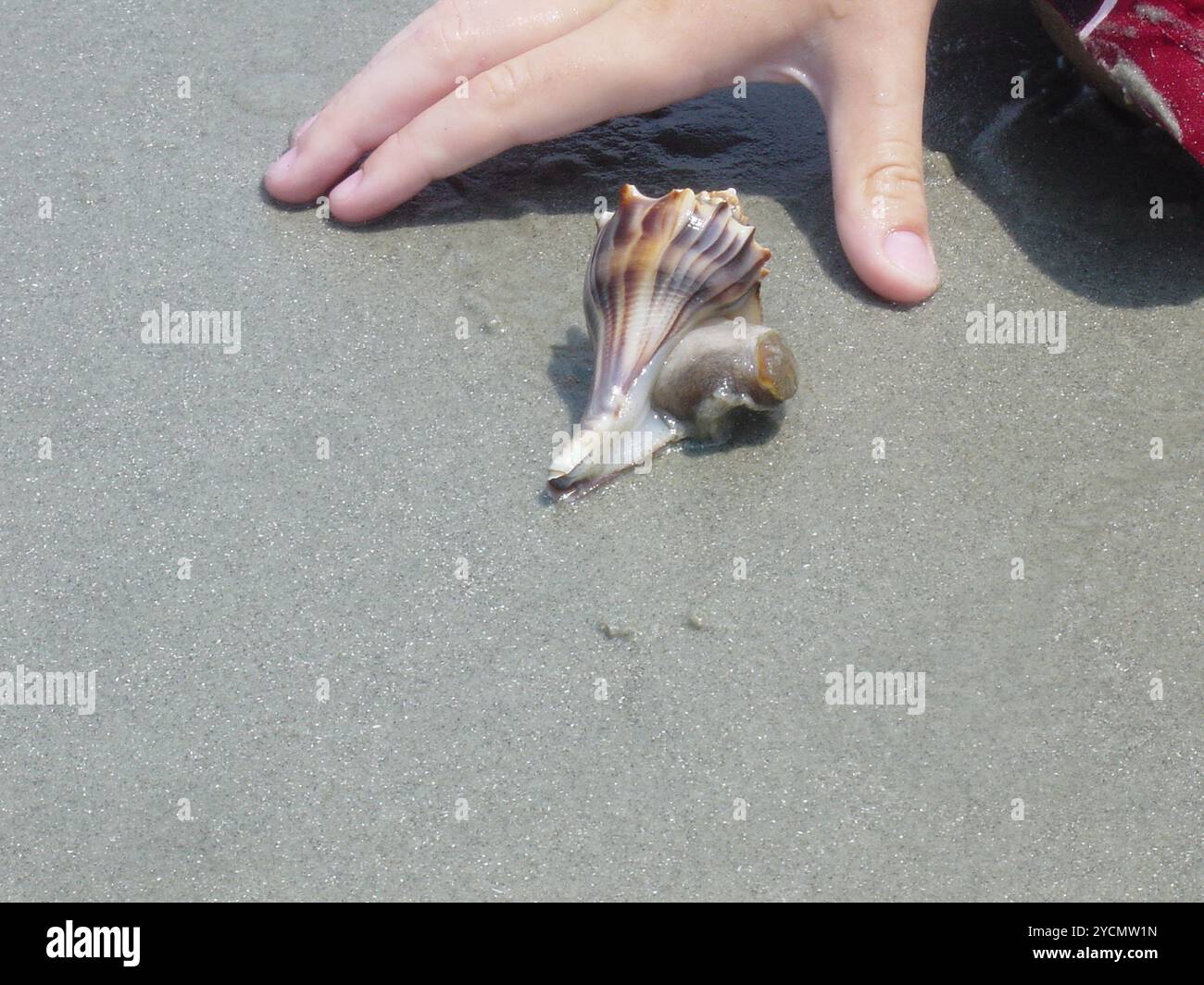 Knobbed Whelk (Busycon carica) Mollusca Stockfoto