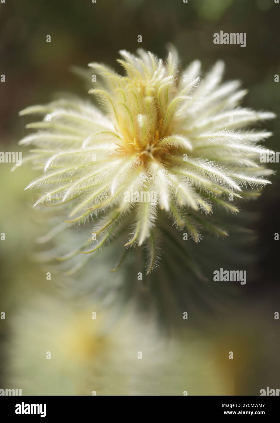 Blühender Federkopf oder Flanellstrauch, Phylica pubescens. Die Pflanze ist mit sehr feinem Haar wie Blätter bedeckt, hat eine superweiche Federung und hat Stockfoto