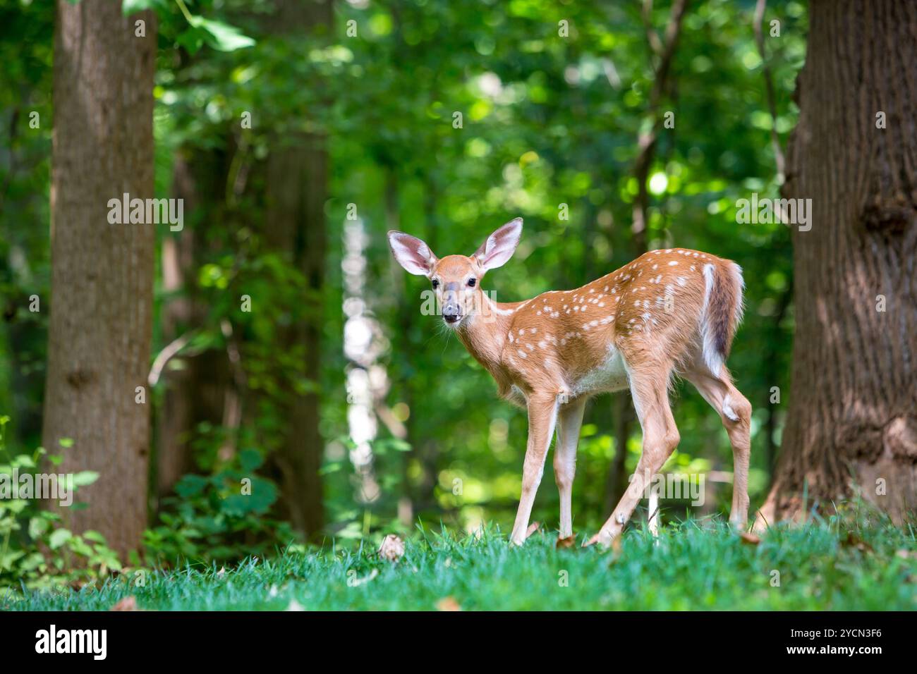 Ein junges geflecktes Weißschwanz-Rehkitz, das im Wald steht Stockfoto