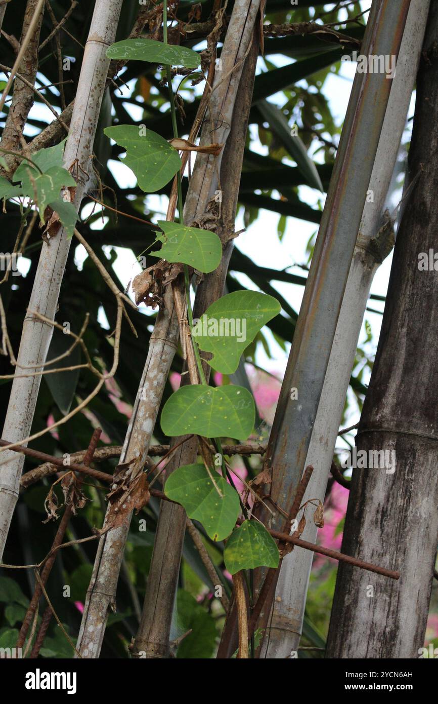 Doppelblume Passionsblume (Passiflora biflora) Plantae Stockfoto