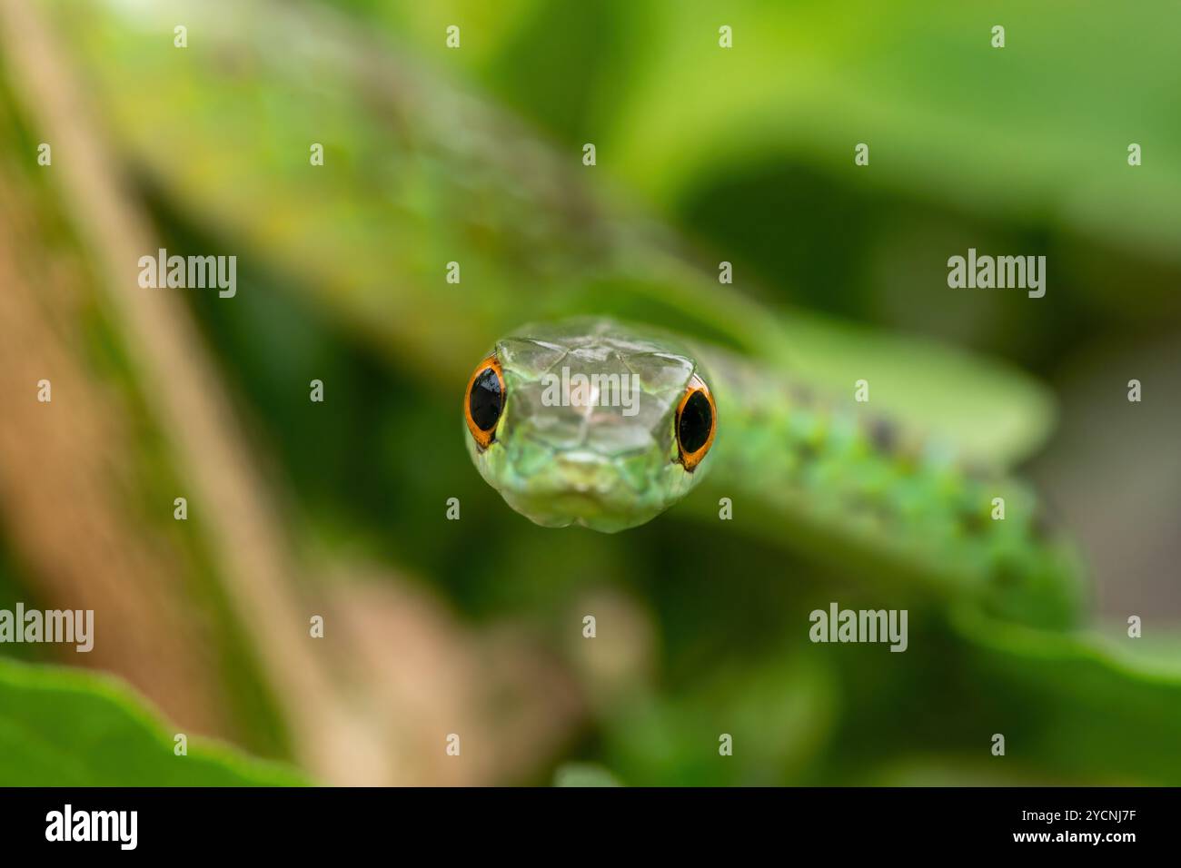 Nahaufnahme einer wunderschönen gefleckten Buschschschlange (Philothamnus semivariegatus) in einem kleinen Baum Stockfoto