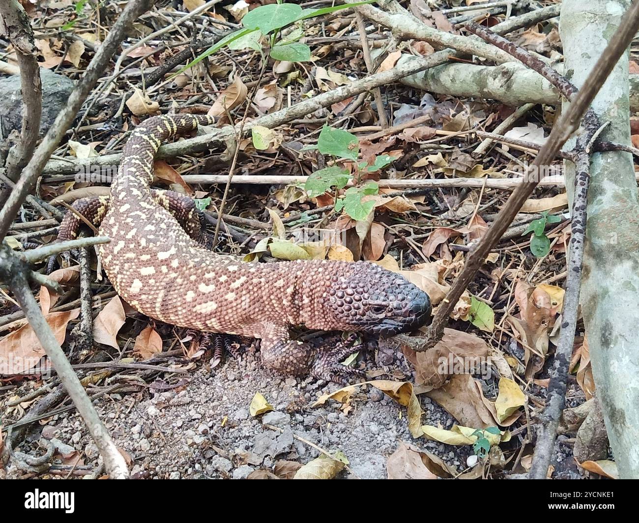 Perlenechse (Heloderma horridum) Reptilia Stockfoto