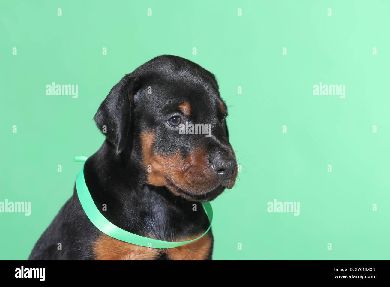 Porträt des Hündchens mit grünem Gürtel auf grünem Hintergrund Stockfoto