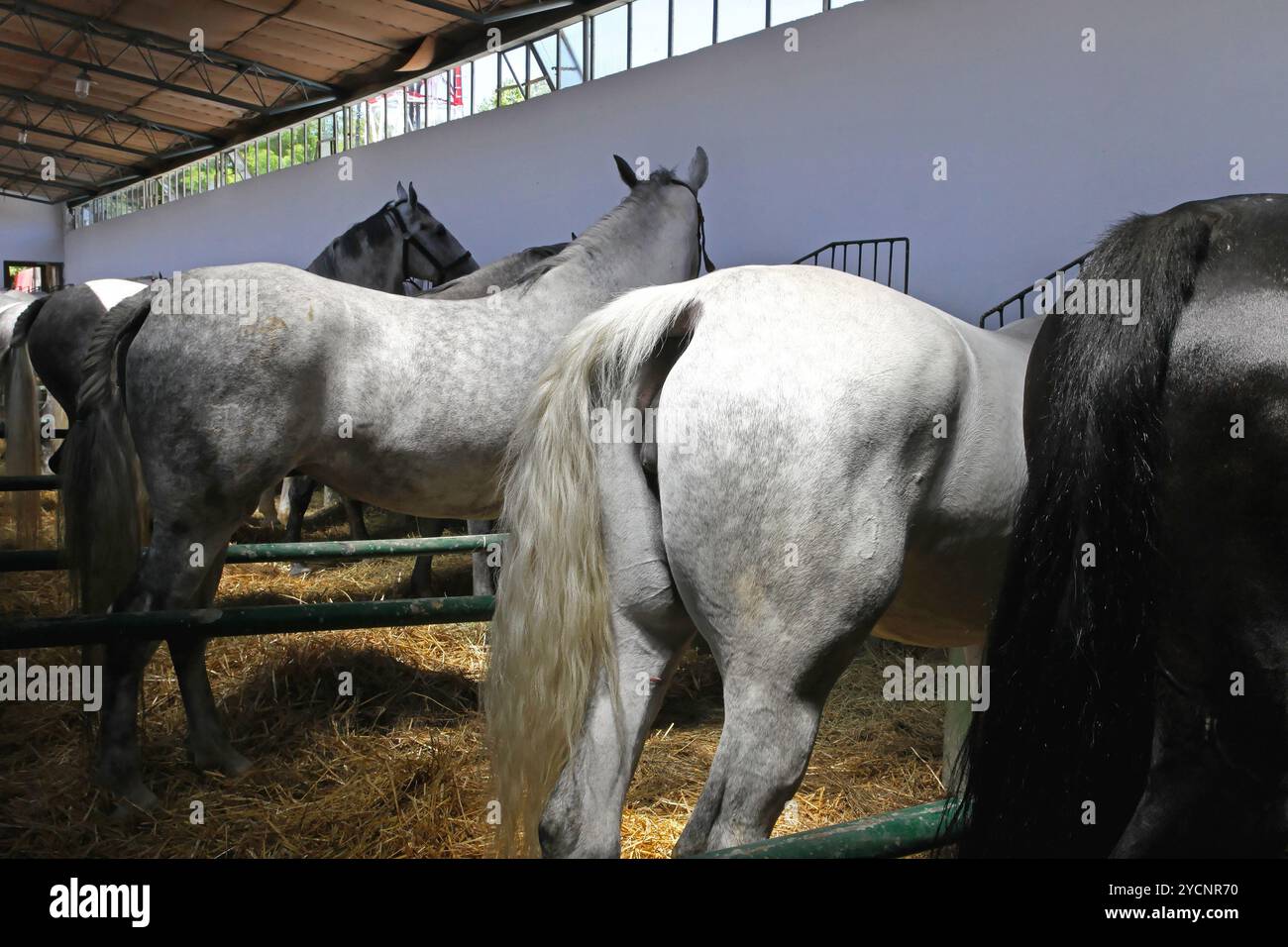 Pferdestall Stockfoto