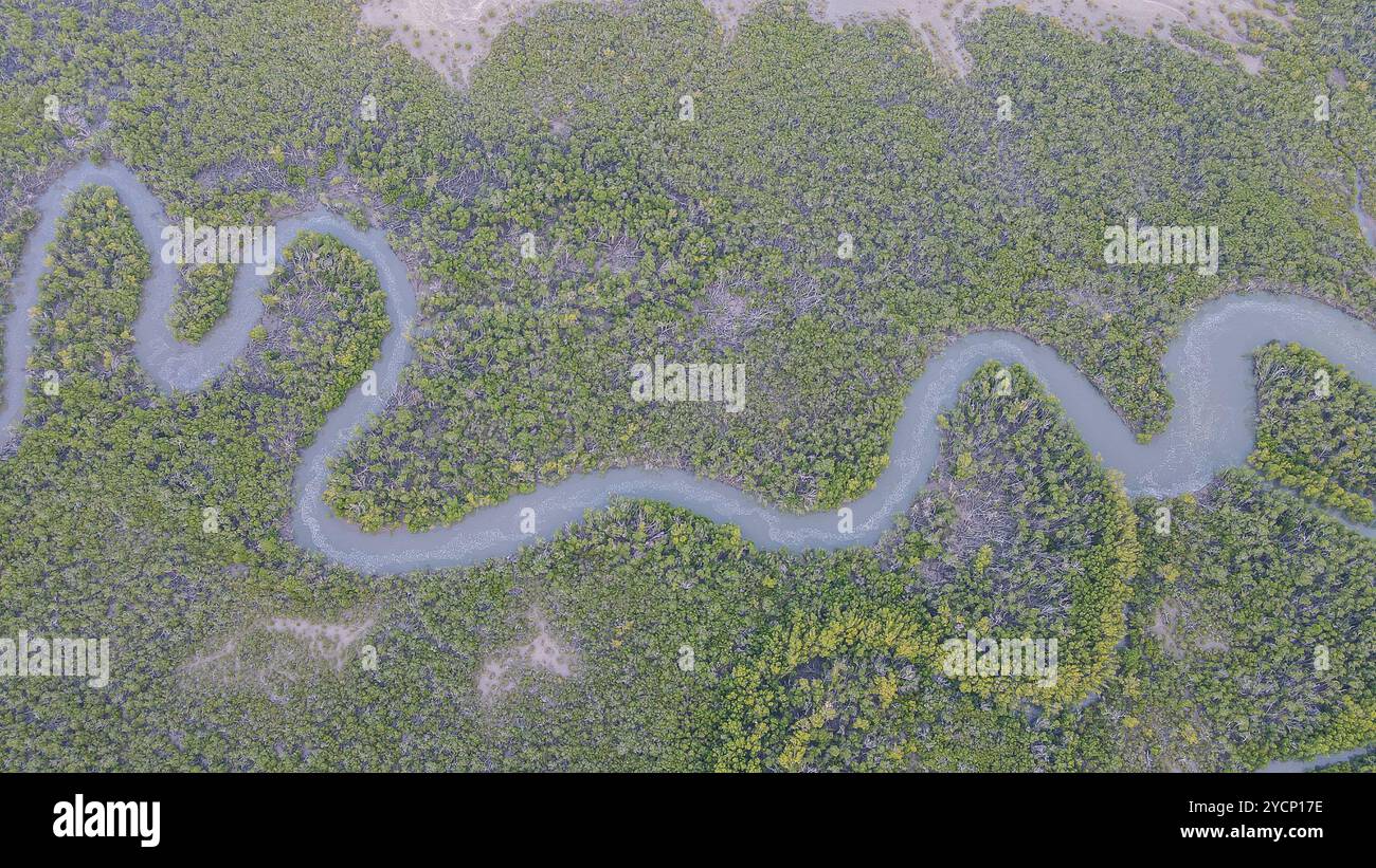 Smaragdschlange: Mangrove River in Beira, Mosambik Stockfoto