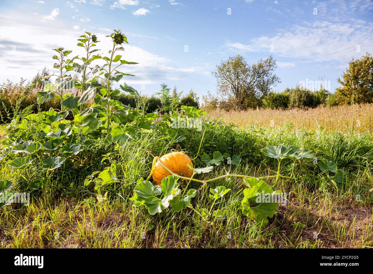 Kürbis Anbau auf dem Feld in einer Landschaft Stockfoto