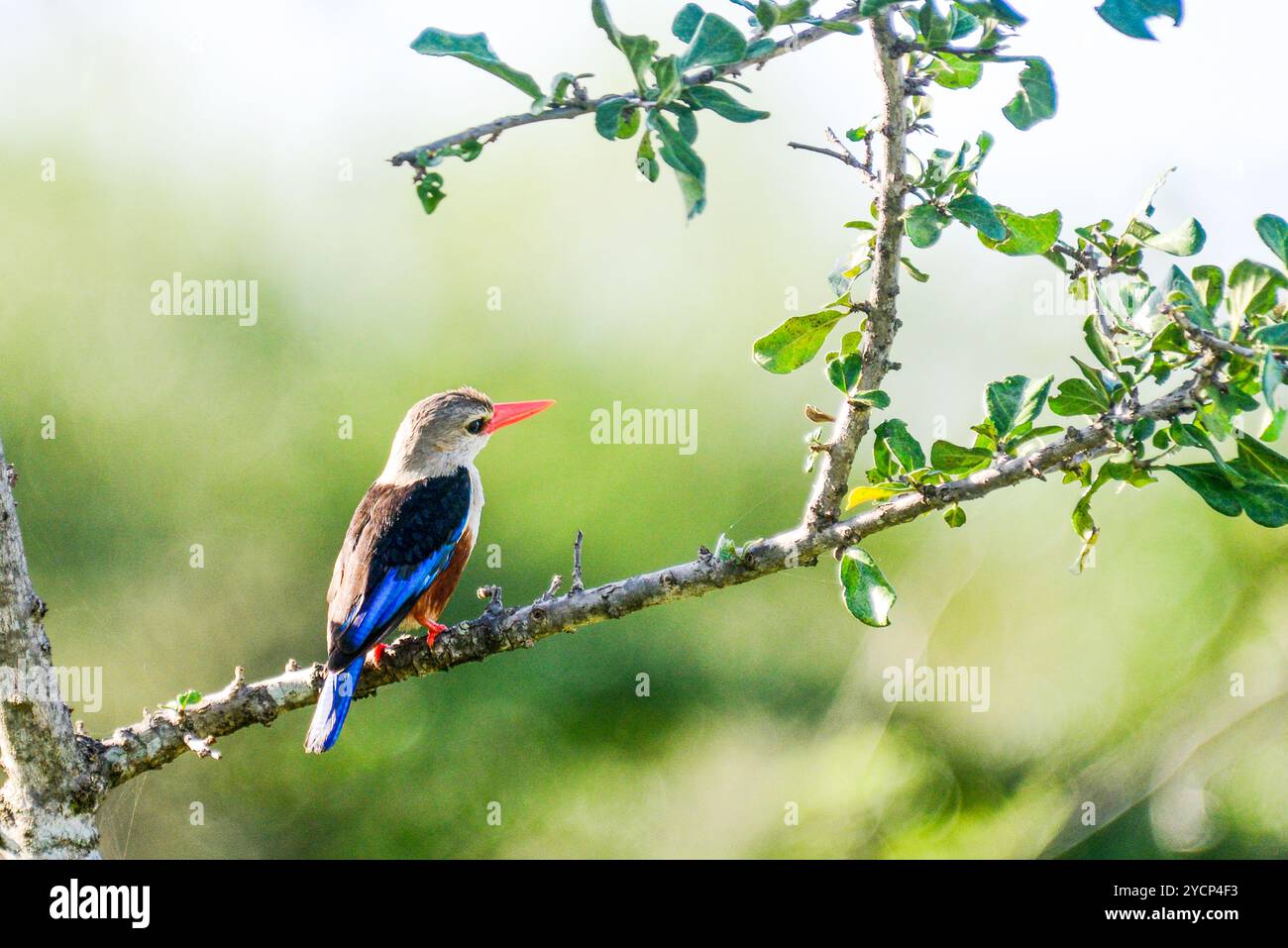Graukopf Eisvogel (kastanienbauchvogel) - Halcyon leucocephala in Amudat, Karamoja Uganda Stockfoto