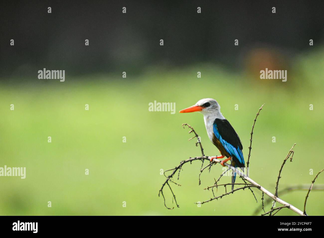 Graukopf Eisvogel (kastanienbauchvogel) - Halcyon leucocephala in Ntoroko - Uganda Stockfoto
