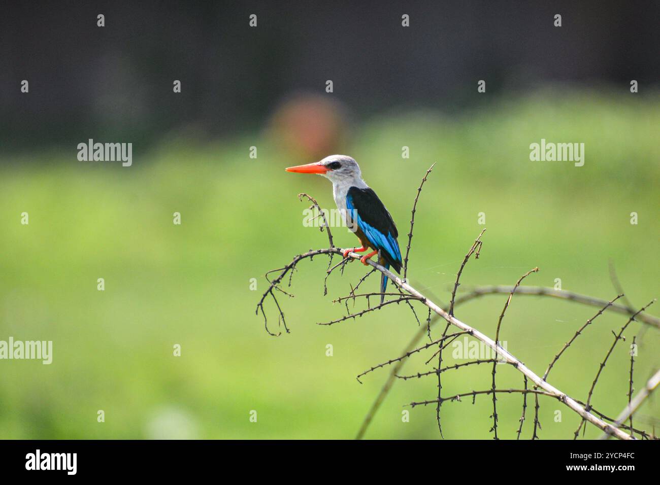 Graukopf Eisvogel (kastanienbauchvogel) - Halcyon leucocephala in Ntoroko - Uganda Stockfoto
