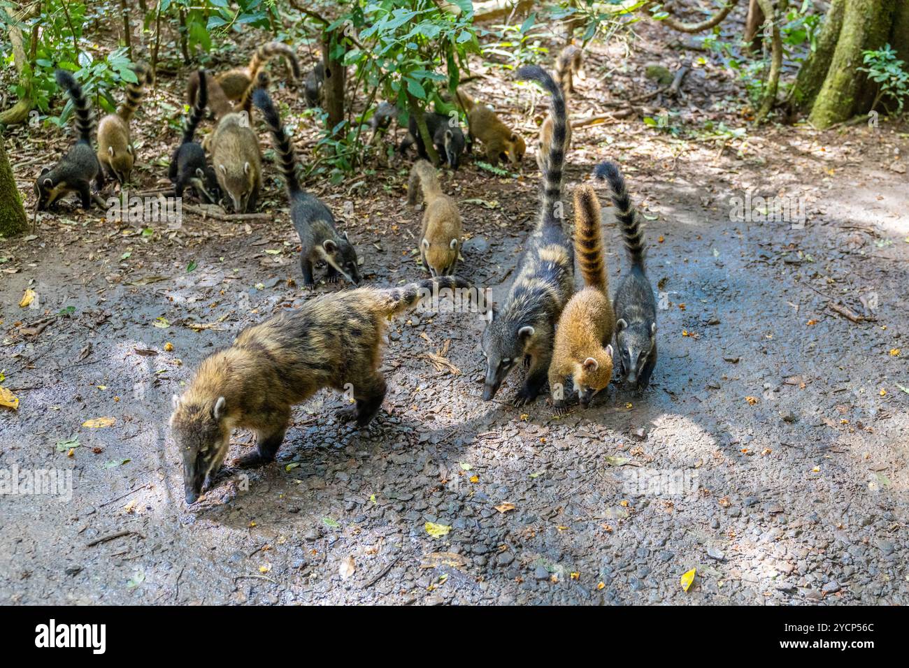 Koatentier im tropischen Amazonaswald. Coatimundis Procyonidae Familie Nasua Nasuella. Die Familie der Koati im wilden Dschungel-Wald Stockfoto