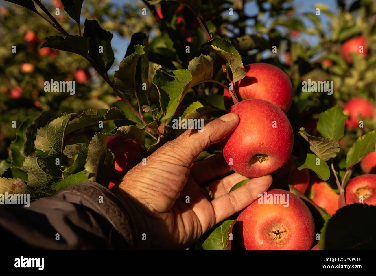 Der Bauer pflückt reife, rote Äpfel im Apfelgarten. Stockfoto