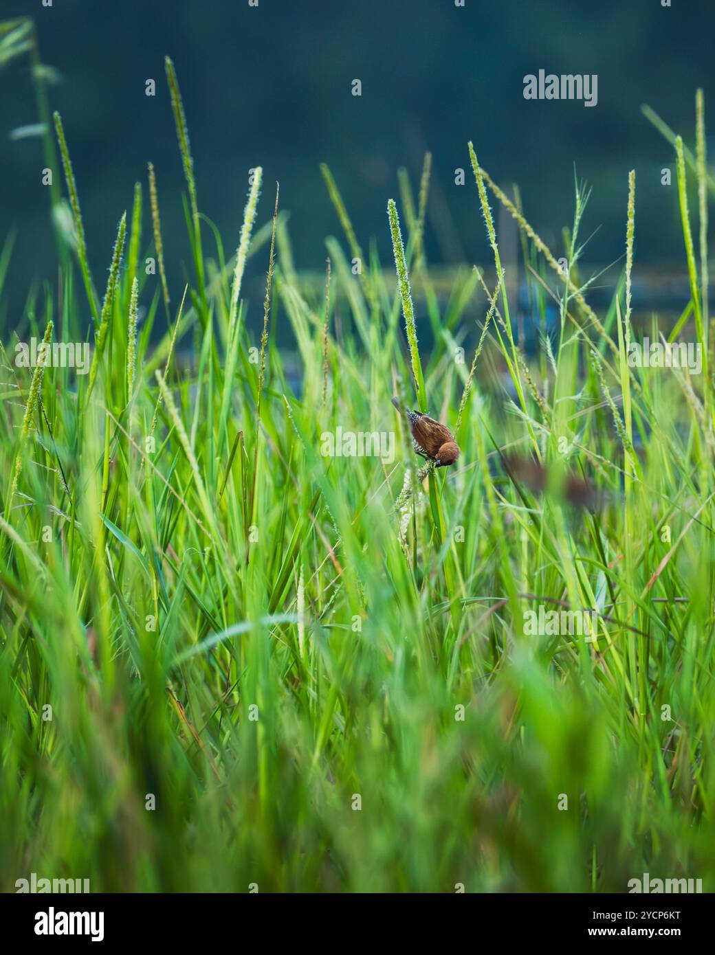 Ein kleiner brauner Spatzenvogel, versteckt zwischen hohen, grünen Gräsern. Der Vogel wird von seiner Umgebung getarnt, Stockfoto